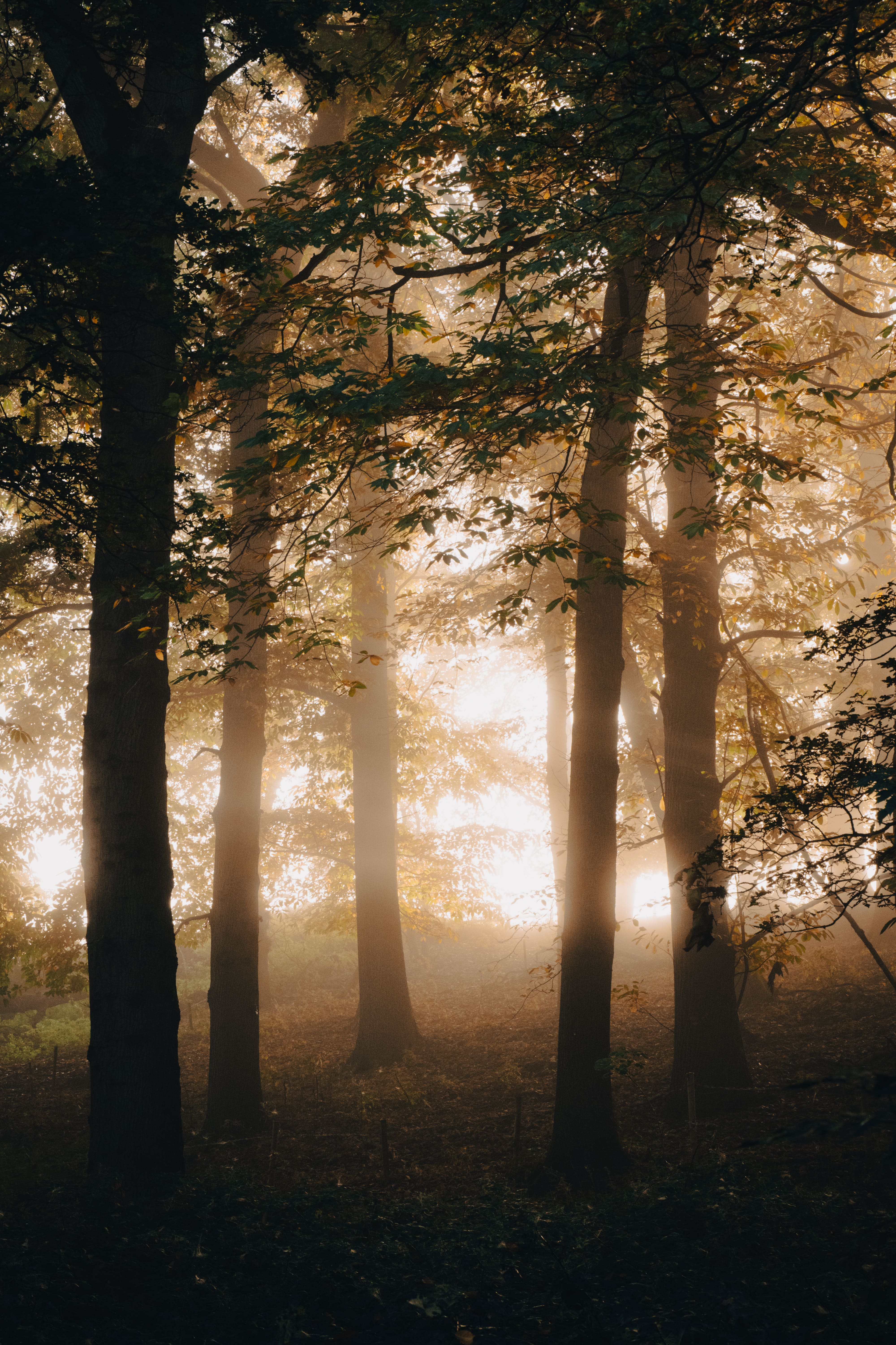 Foggy October in Ninespings-8-min